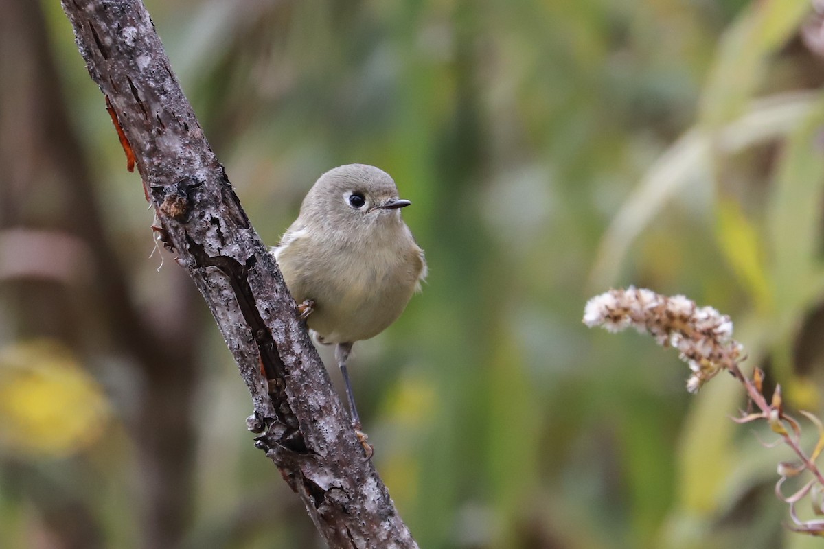 Ruby-crowned Kinglet - ML610042355