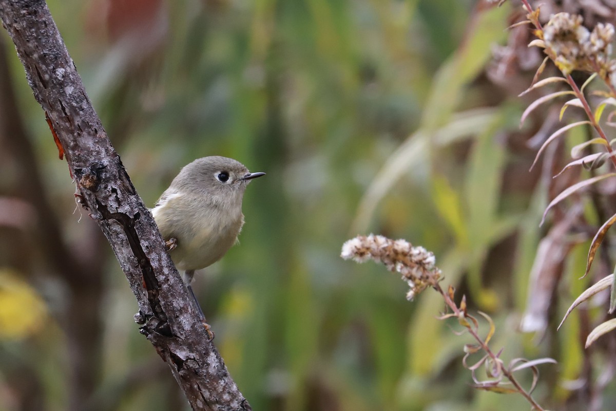 Ruby-crowned Kinglet - ML610042356