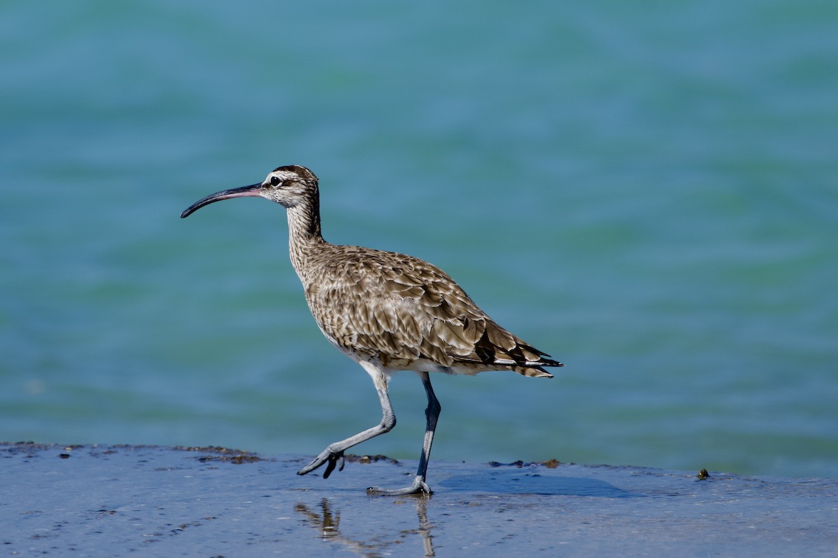 Whimbrel - Marcus Kelly