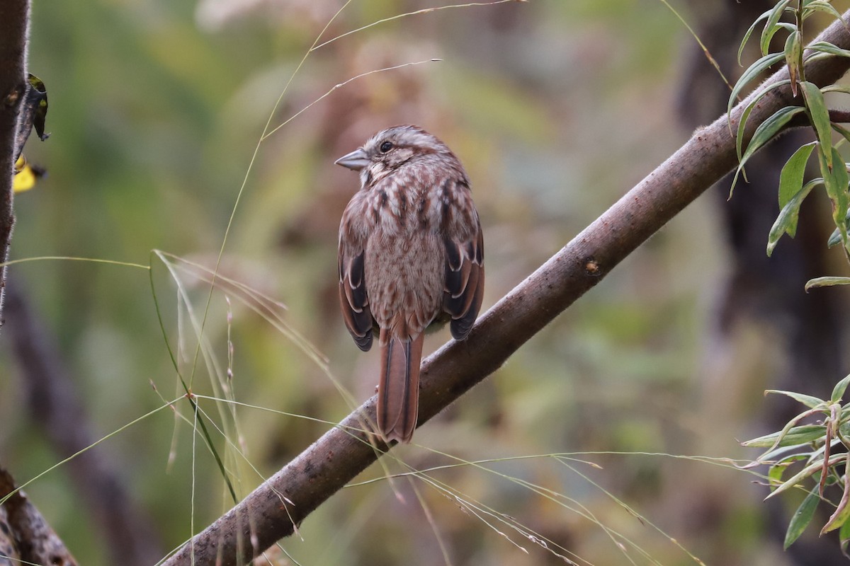 Song Sparrow - ML610042401