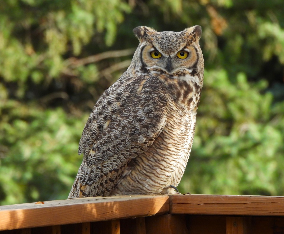 Great Horned Owl - Jan Thom