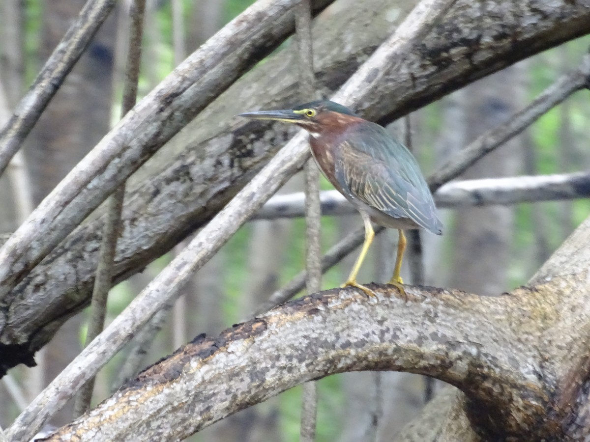 Green Heron - ML610042444