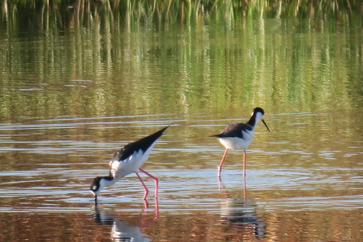 Black-necked Stilt - ML610042456