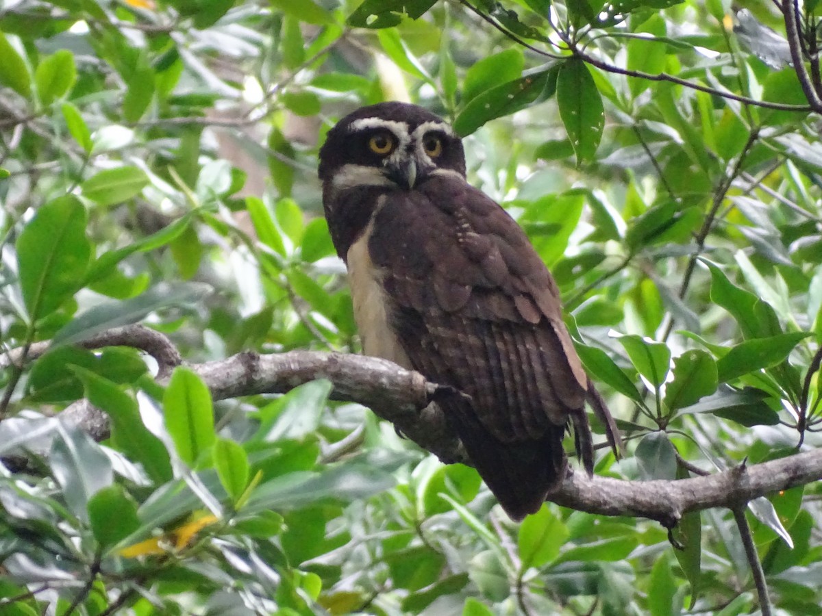 Spectacled Owl - Bany Alvarenga