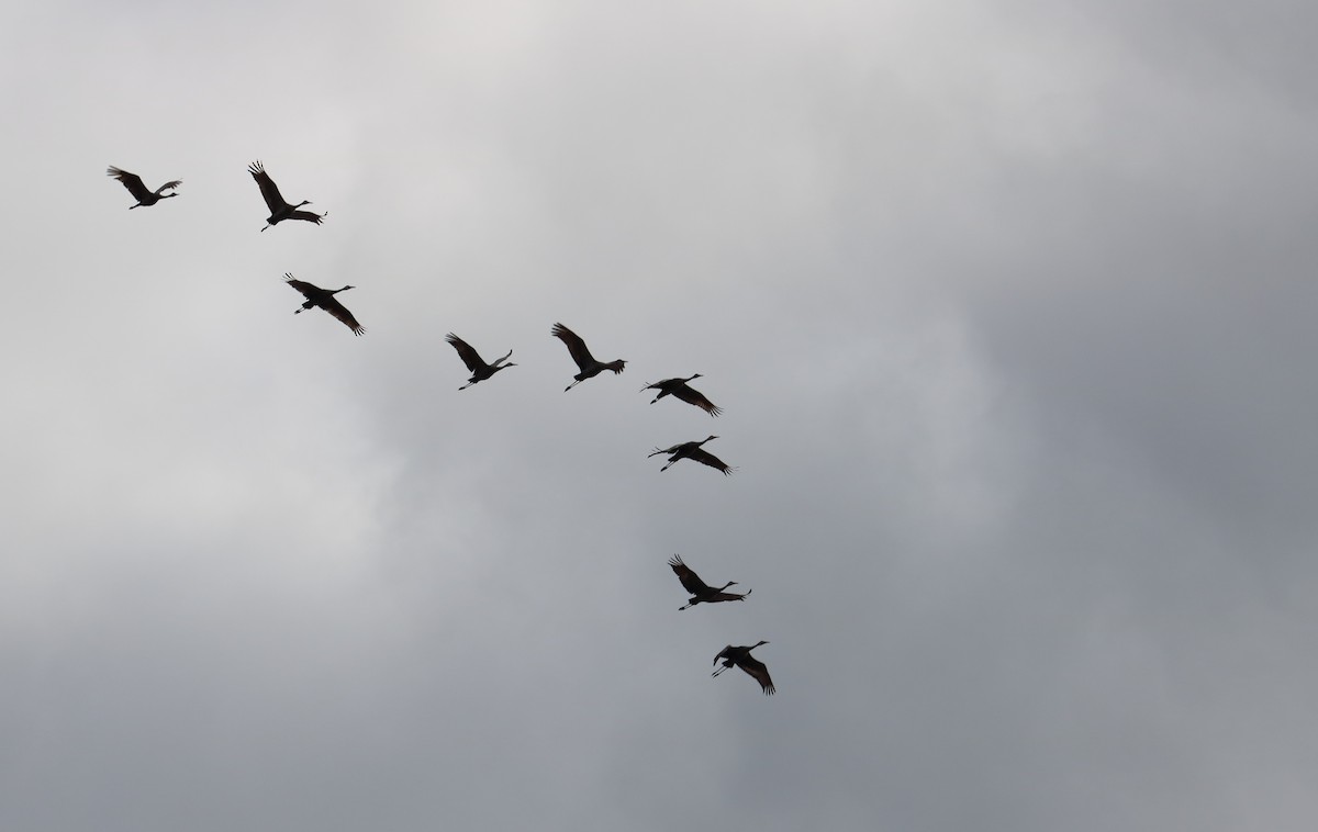 Sandhill Crane - Braden Collard