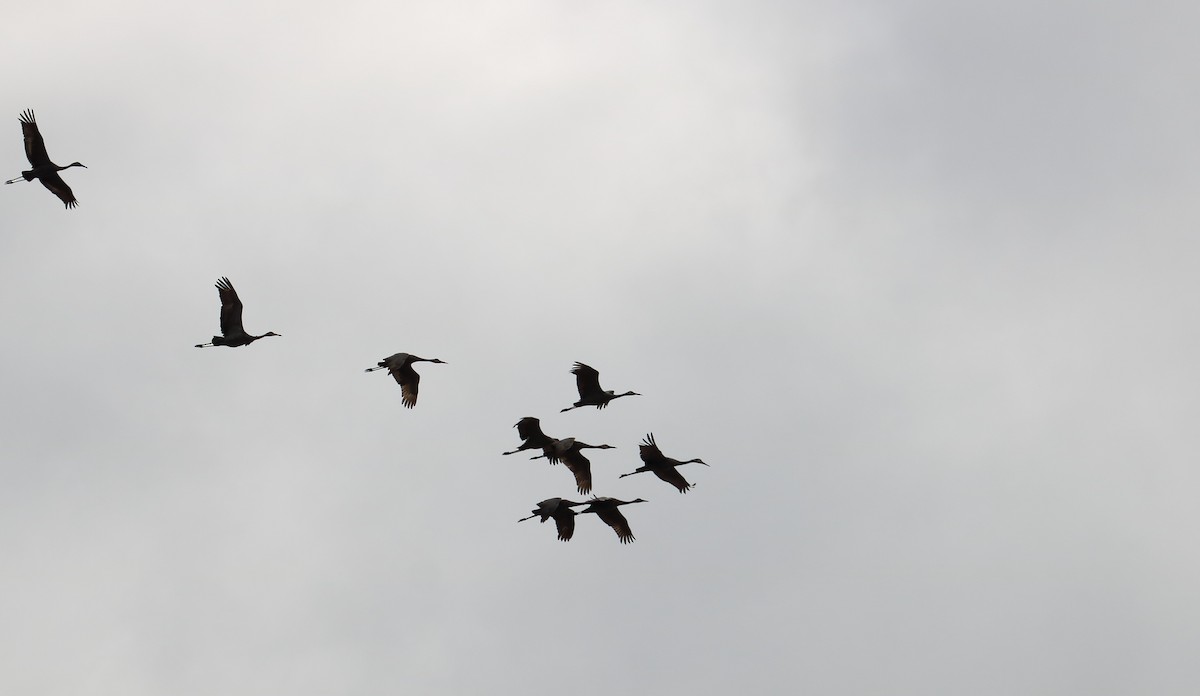 Sandhill Crane - ML610042635