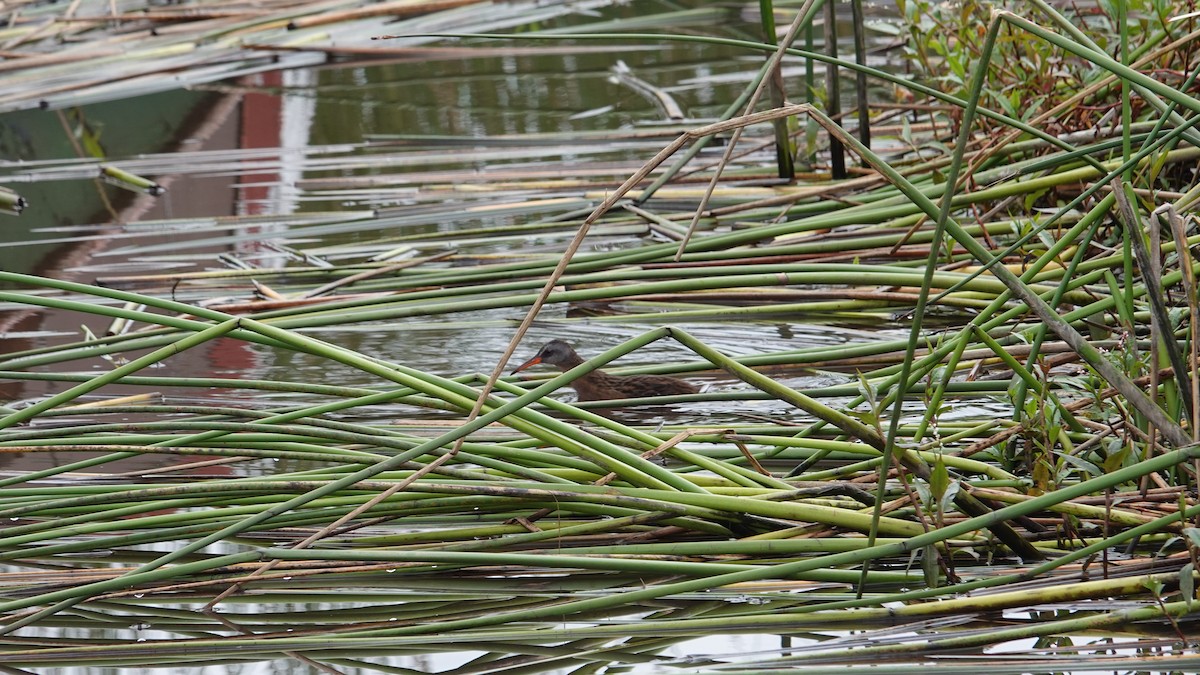 Virginia Rail (South American) - ML610042668