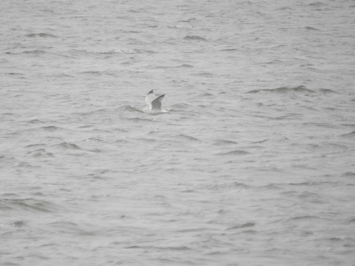 Ring-billed Gull - ML610042706