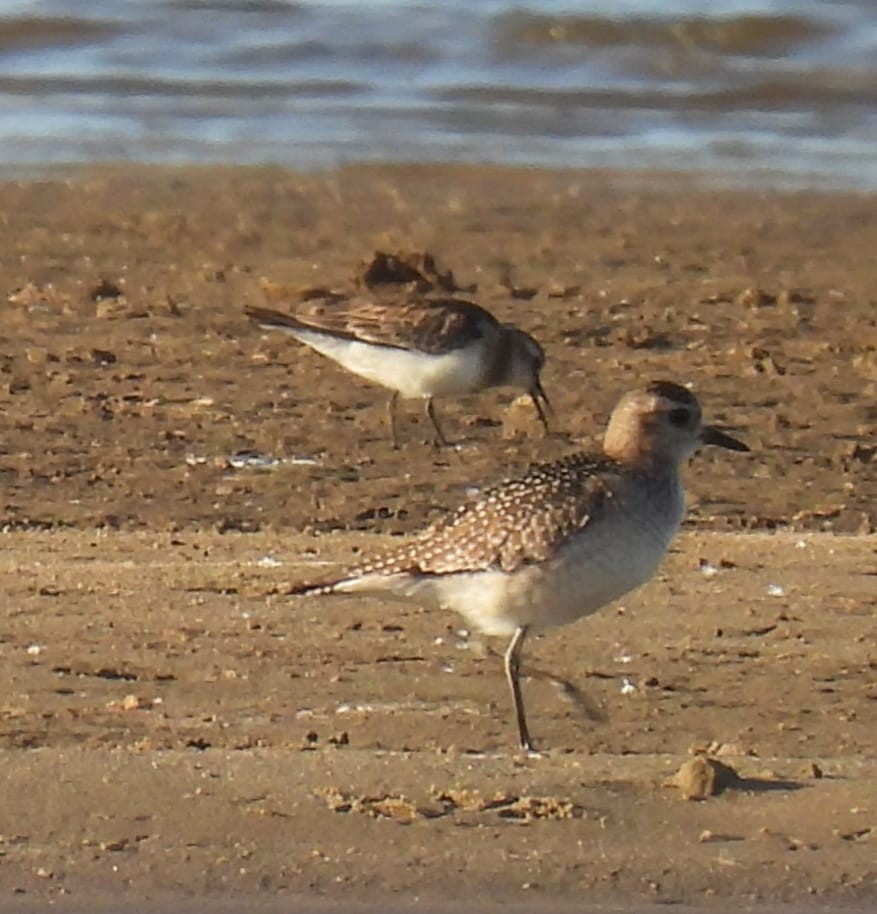 Baird's Sandpiper - ML610042722