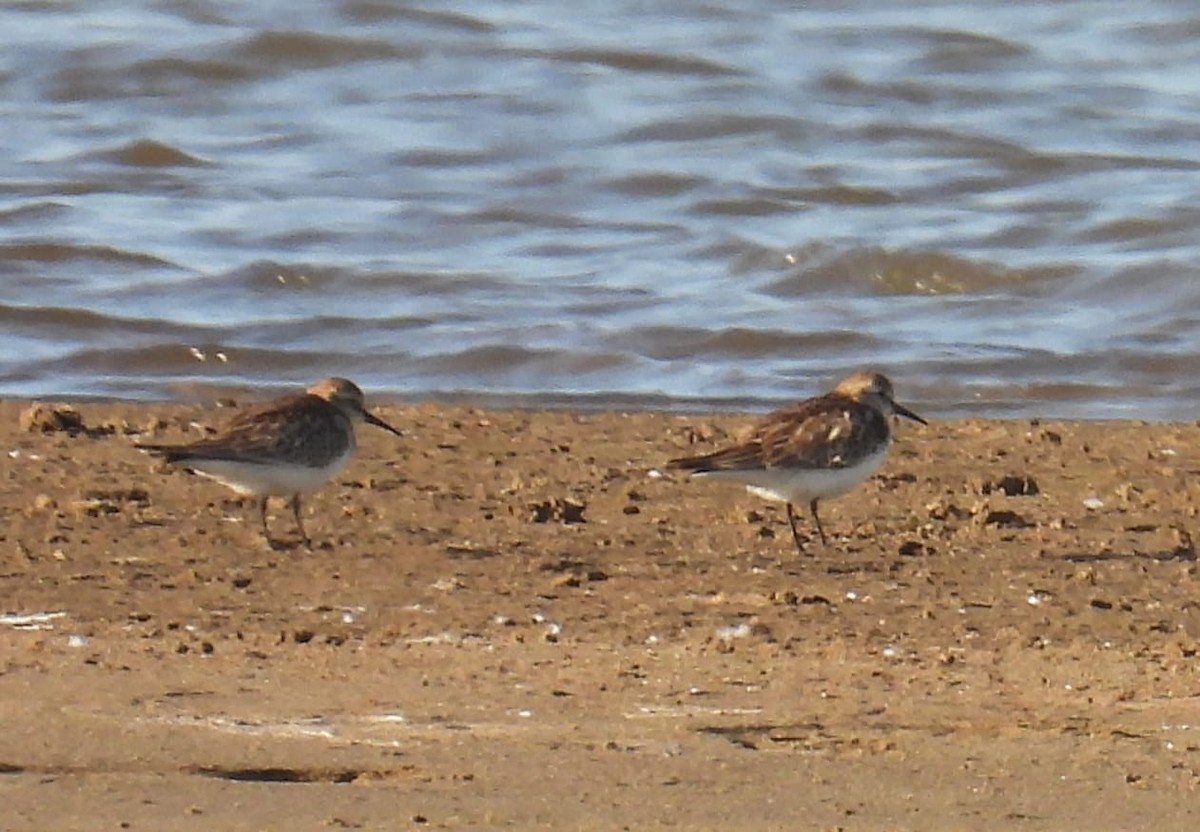 Baird's Sandpiper - ML610042723