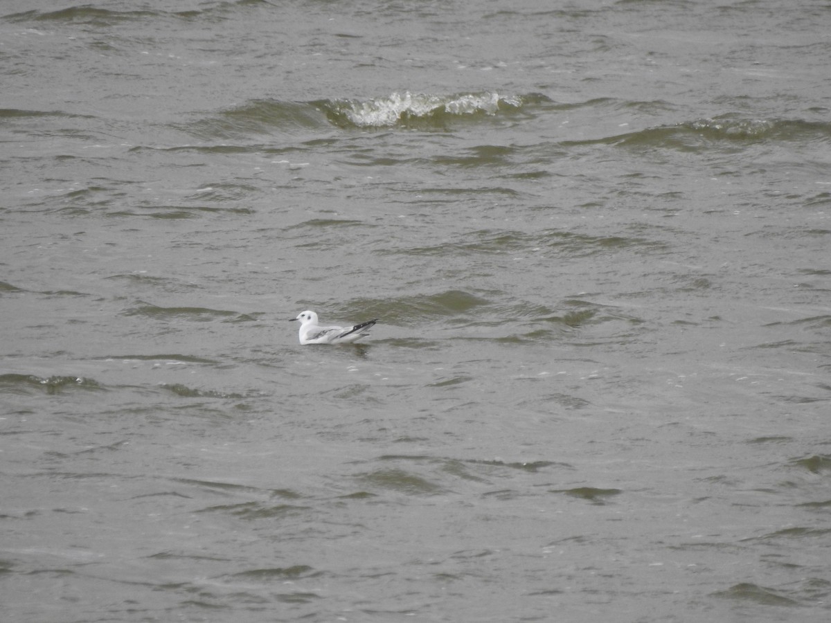 Mouette de Bonaparte - ML610042741