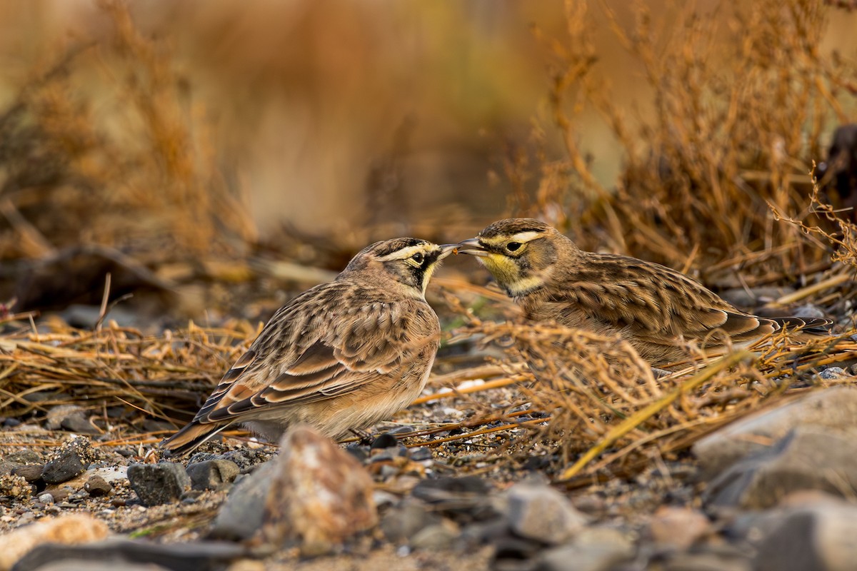 Horned Lark - Ken Janes