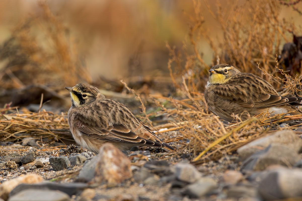 Horned Lark - Ken Janes