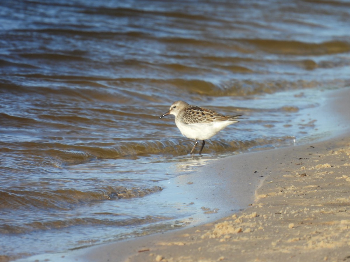 White-rumped Sandpiper - ML610042852