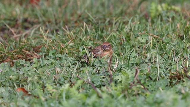 Blue Grosbeak - ML610042872