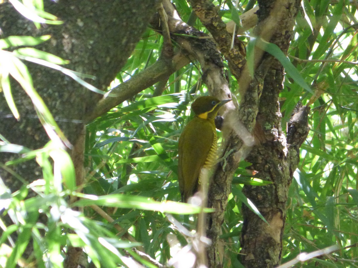 Golden-green Woodpecker - ML610042960