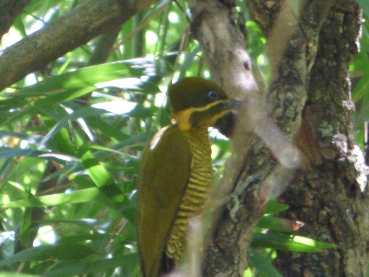 Golden-green Woodpecker - ML610042961