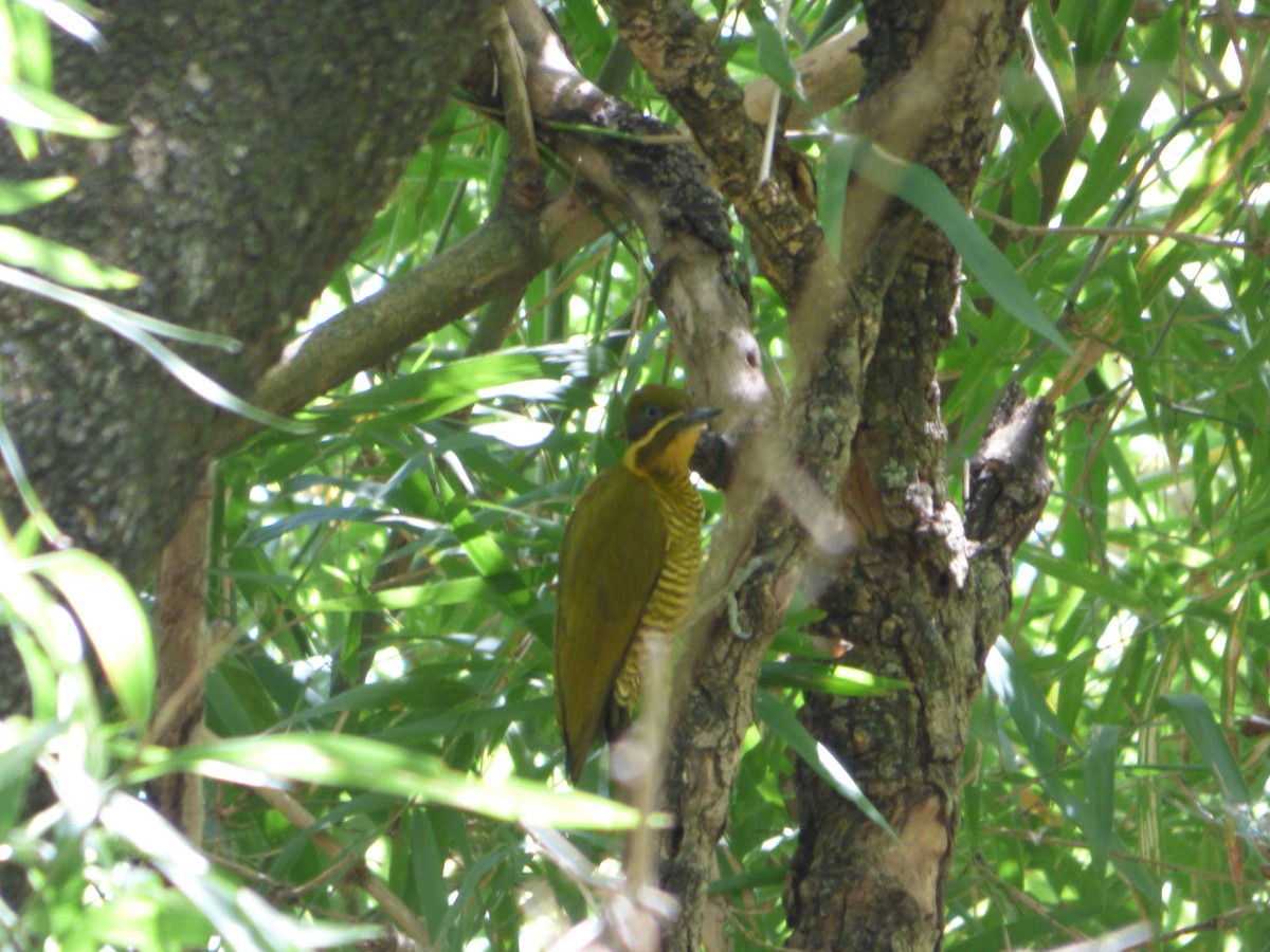 Golden-green Woodpecker - ML610042962