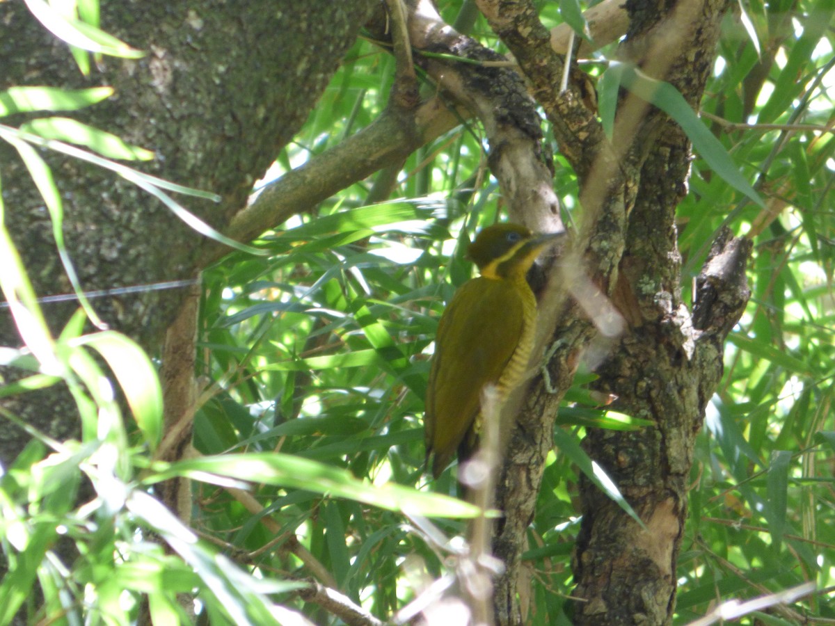 Golden-green Woodpecker - ML610042965