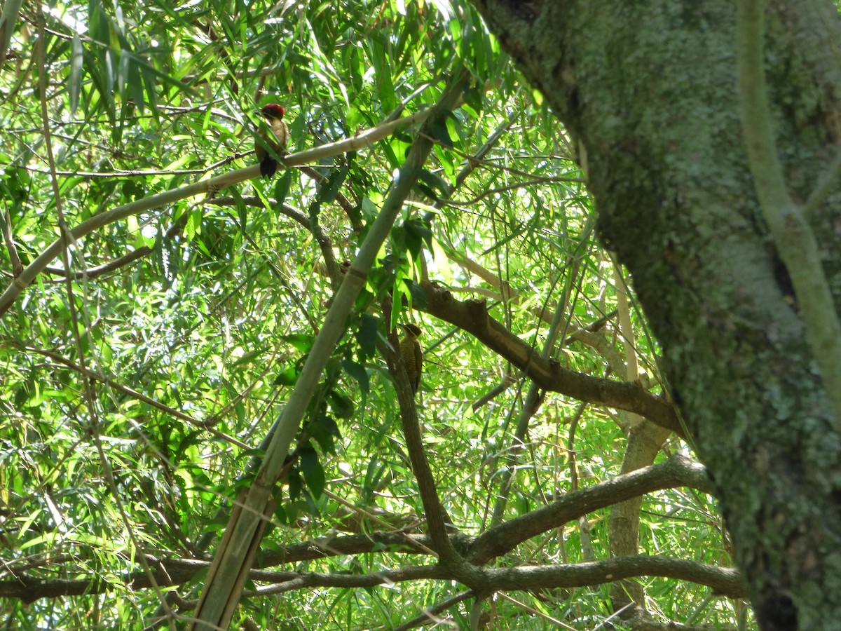 Golden-green Woodpecker - ML610042966