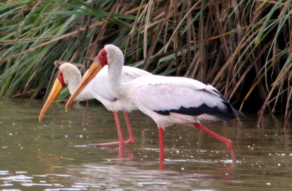 Yellow-billed Stork - ML61004301