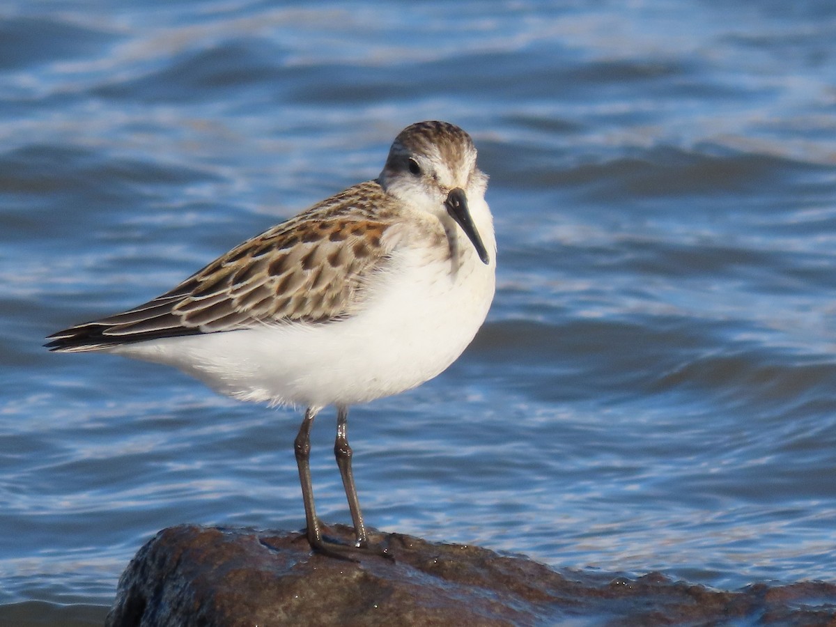 Western Sandpiper - Phil Ranson