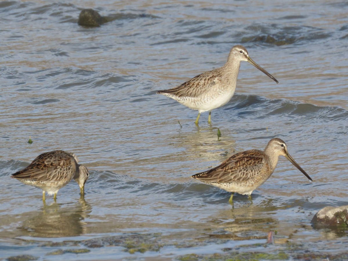 Long-billed Dowitcher - Phil Ranson
