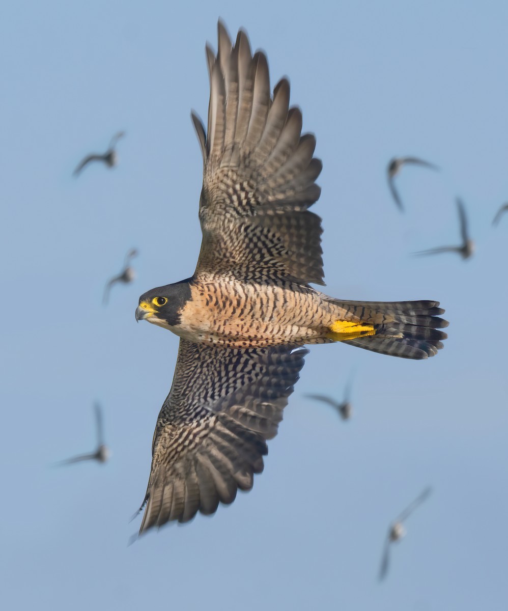 Peregrine Falcon - ML610043073