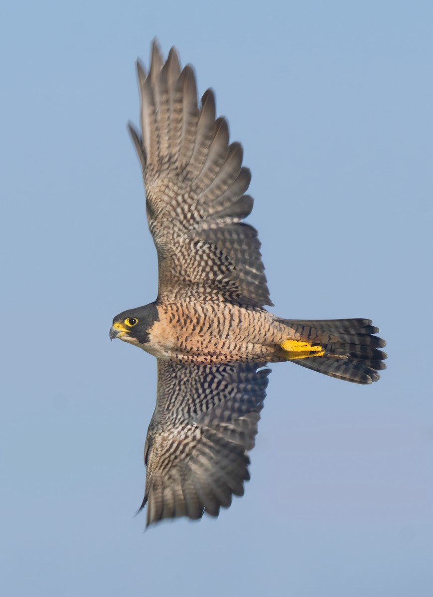 Peregrine Falcon - ML610043074