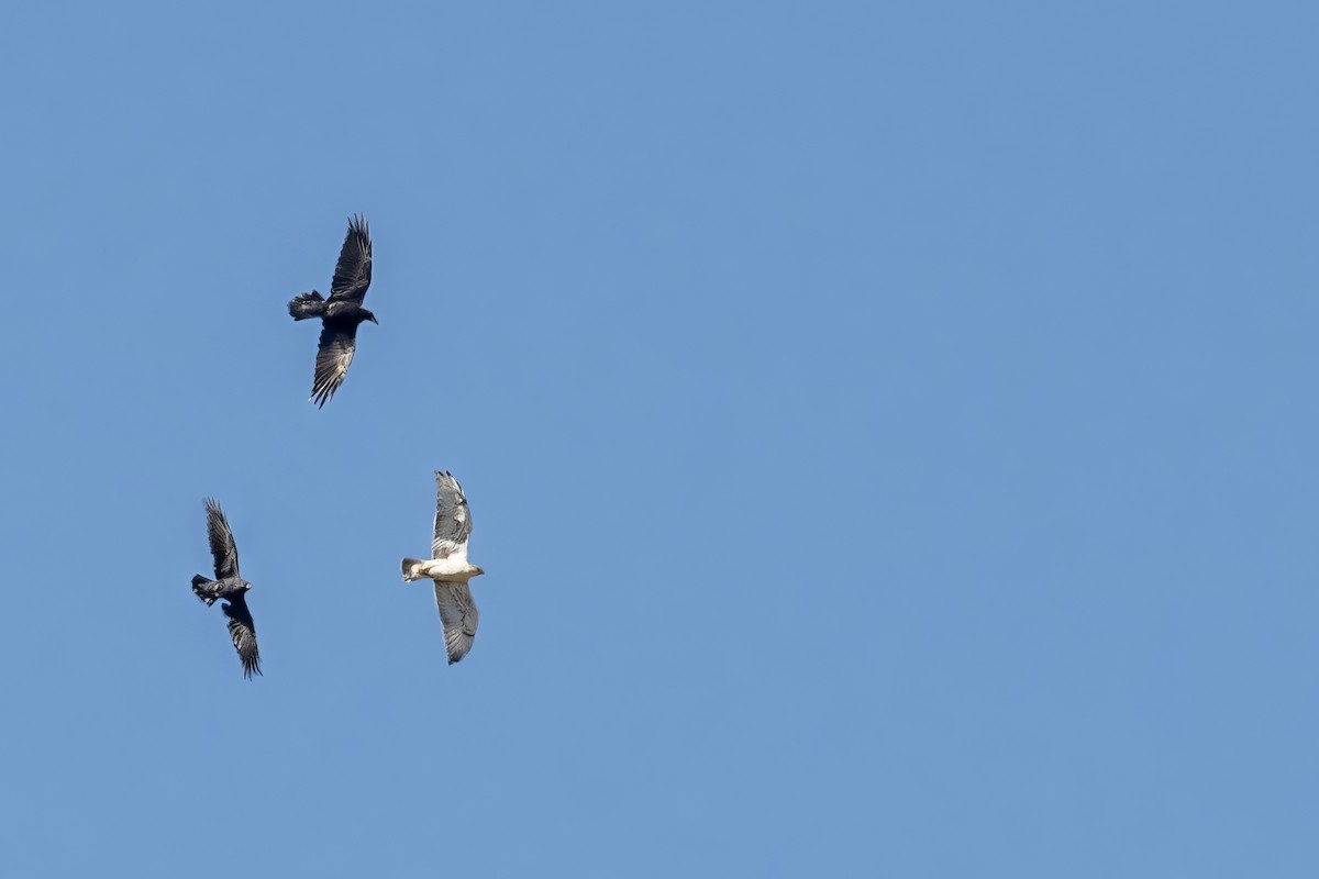 Ferruginous Hawk - ML610043083