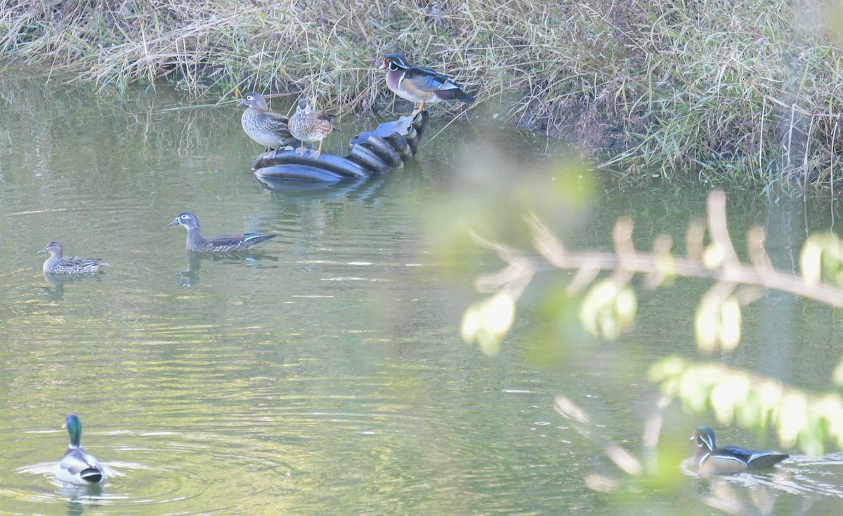 Wood Duck - ML610043314