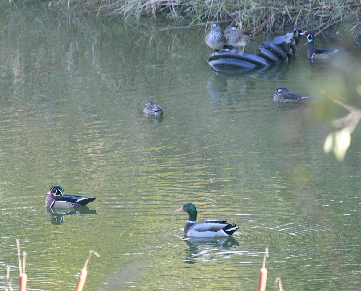 Wood Duck - ML610043315