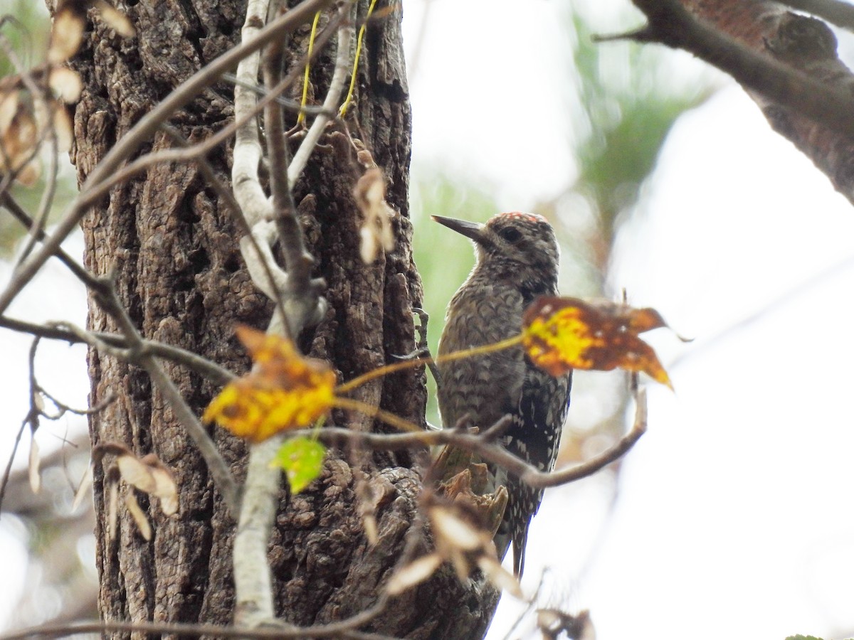 Yellow-bellied Sapsucker - ML610043358