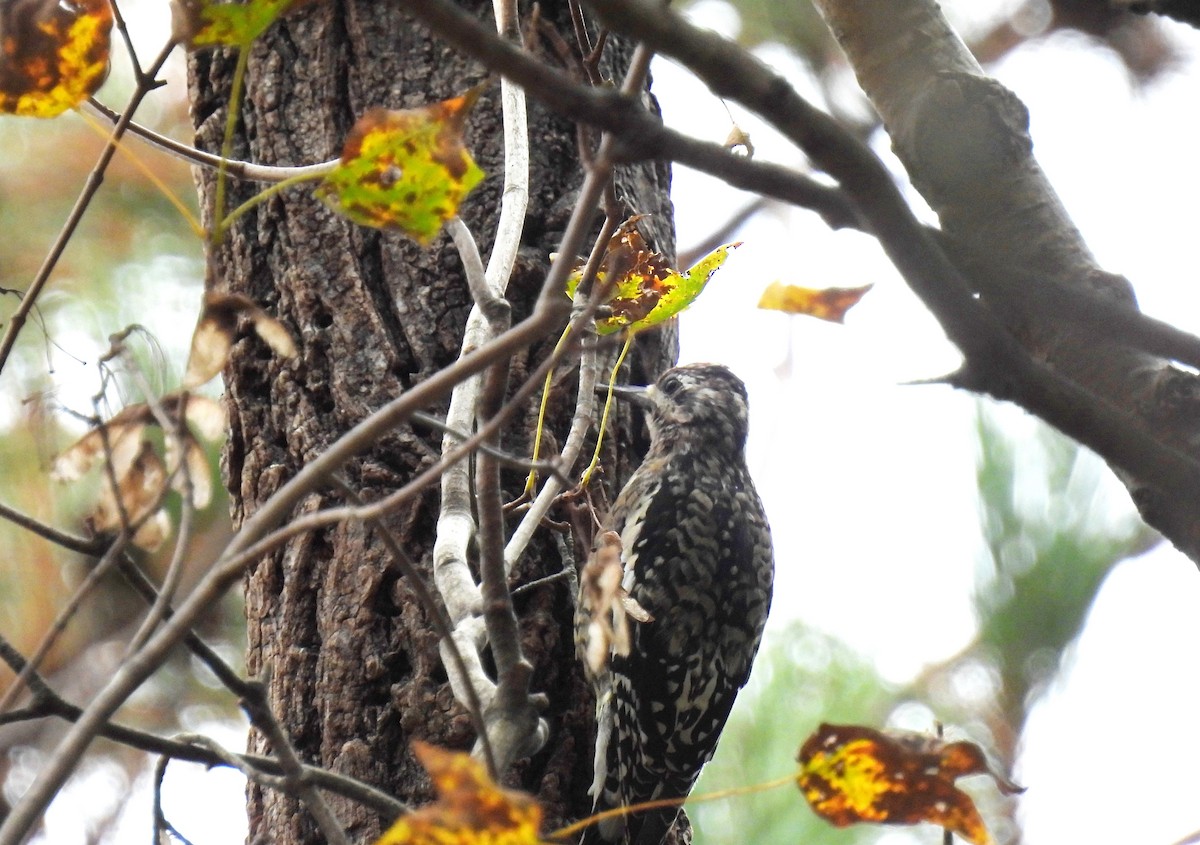 Yellow-bellied Sapsucker - ML610043375