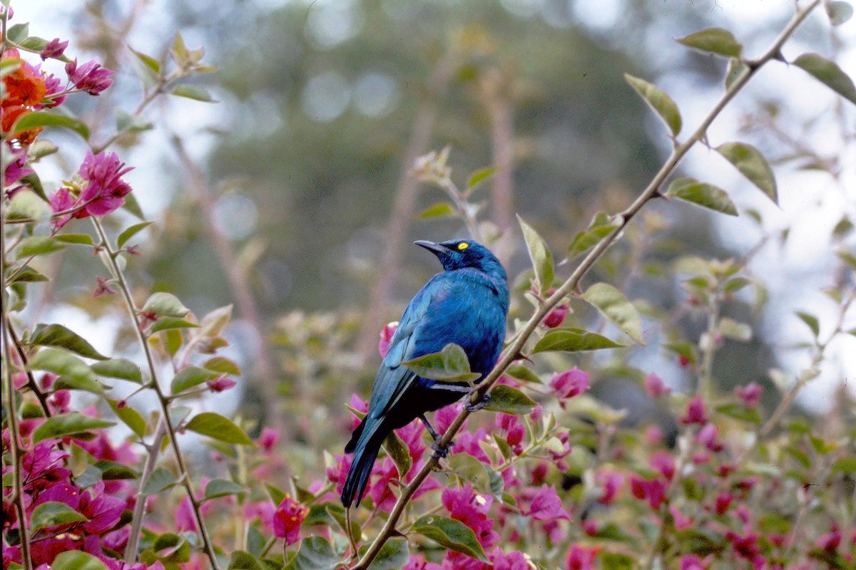 Greater Blue-eared Starling - ML610043402