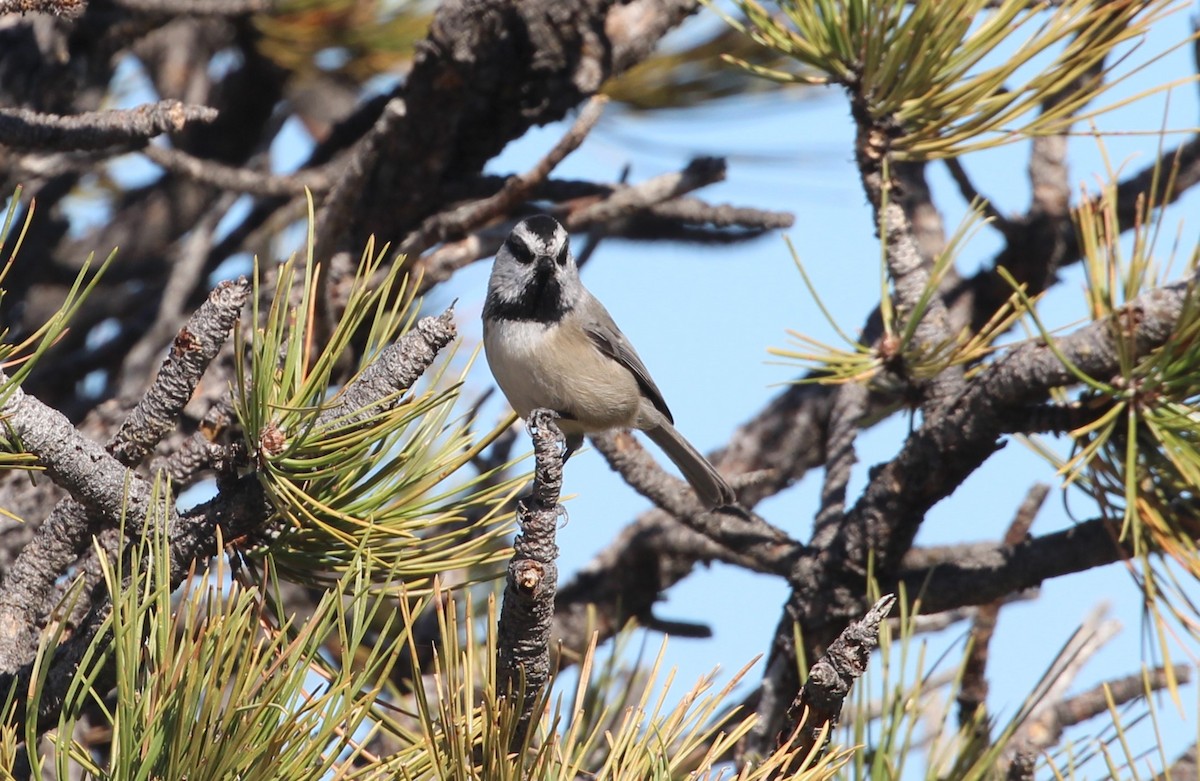 Mountain Chickadee - ML610043421