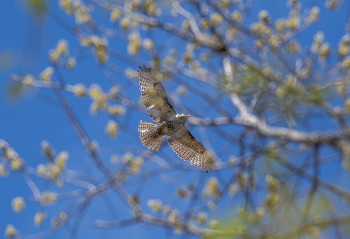 Red-tailed Hawk - ML610043648