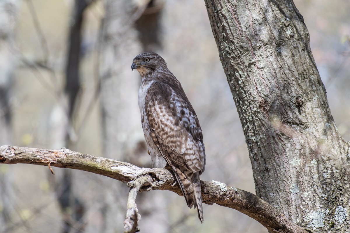 Red-tailed Hawk - ML610043651