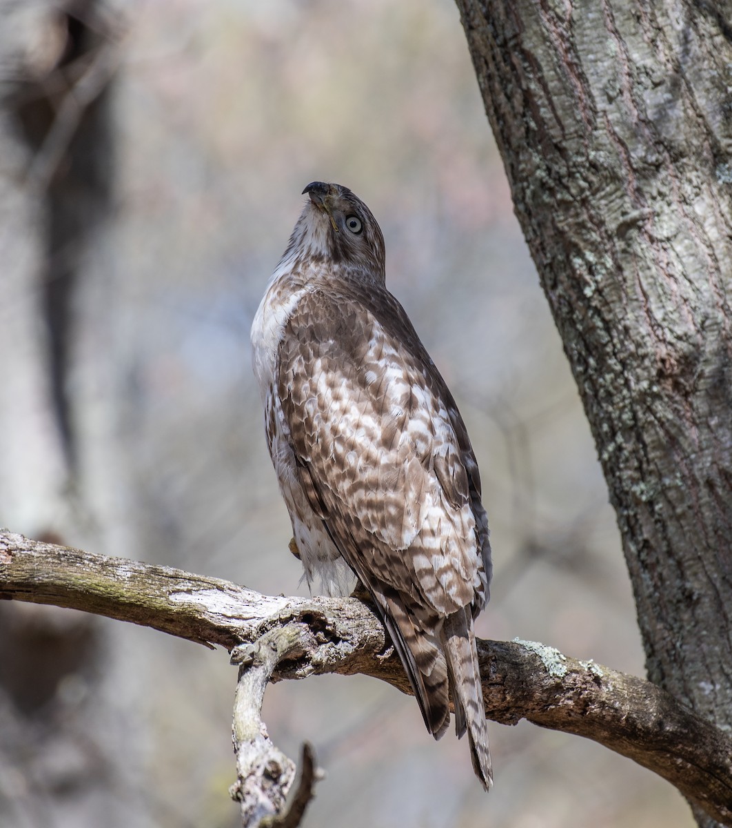 Red-tailed Hawk - ML610043654