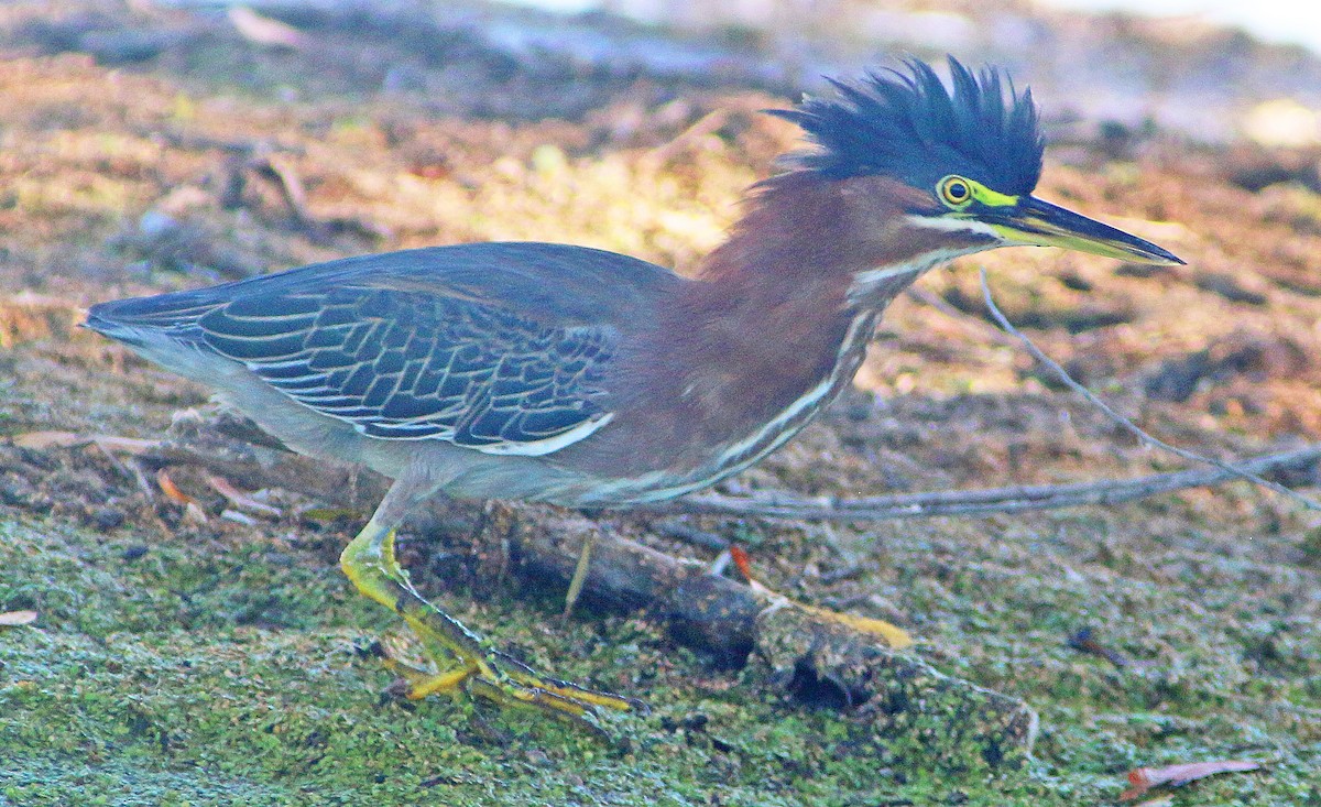 Green Heron - Chet McGaugh