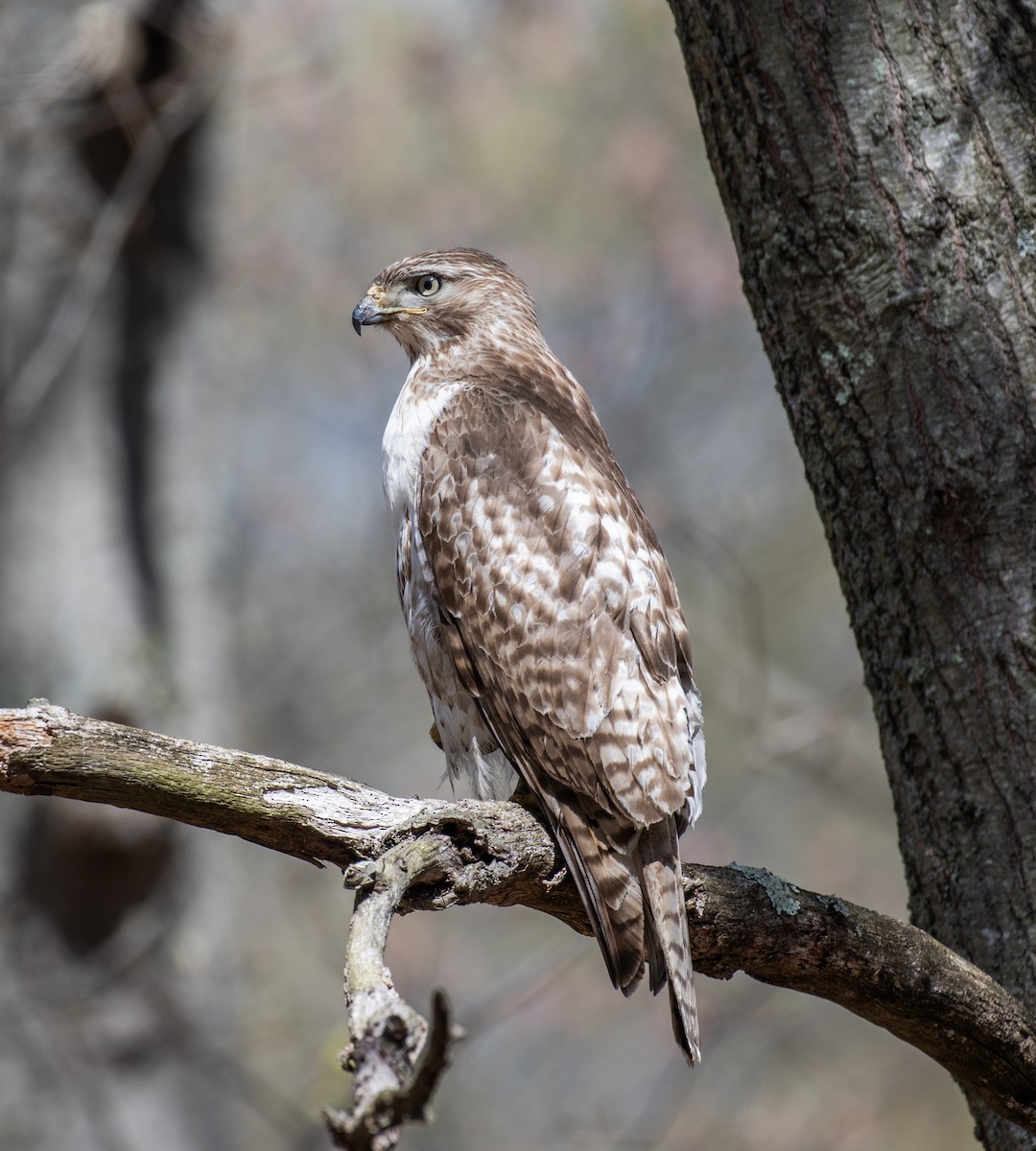 Red-tailed Hawk - ML610043666