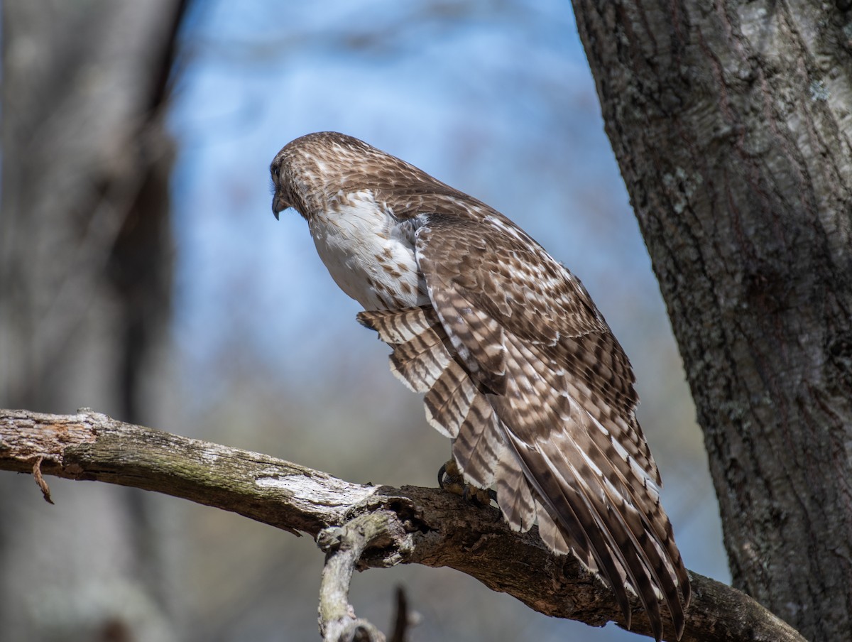 Red-tailed Hawk - ML610043675