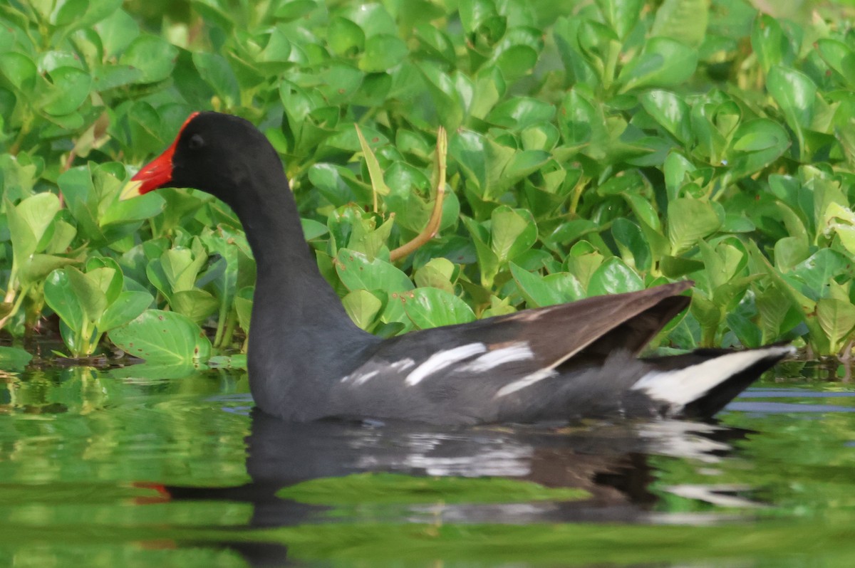 Common Gallinule - Jorge Alcalá