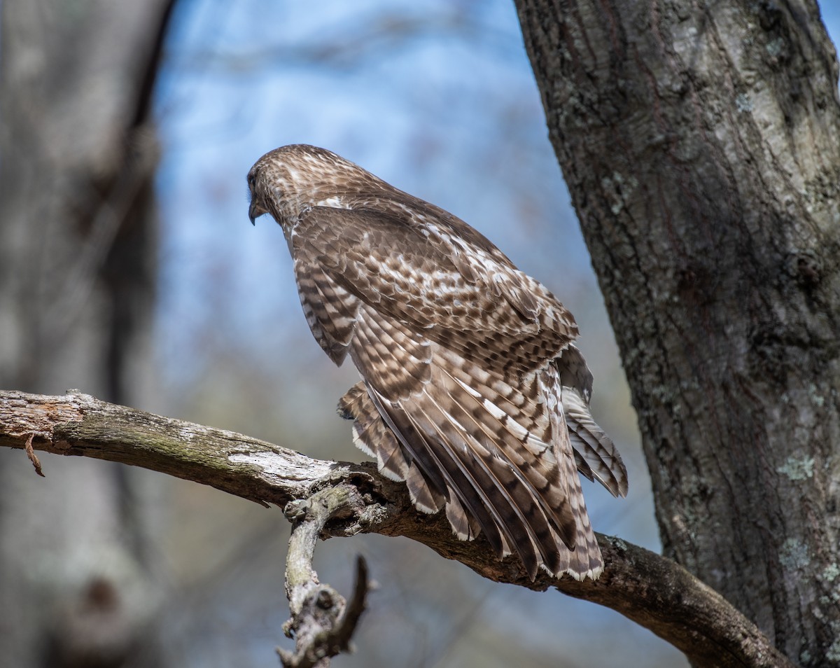 Red-tailed Hawk - ML610043686