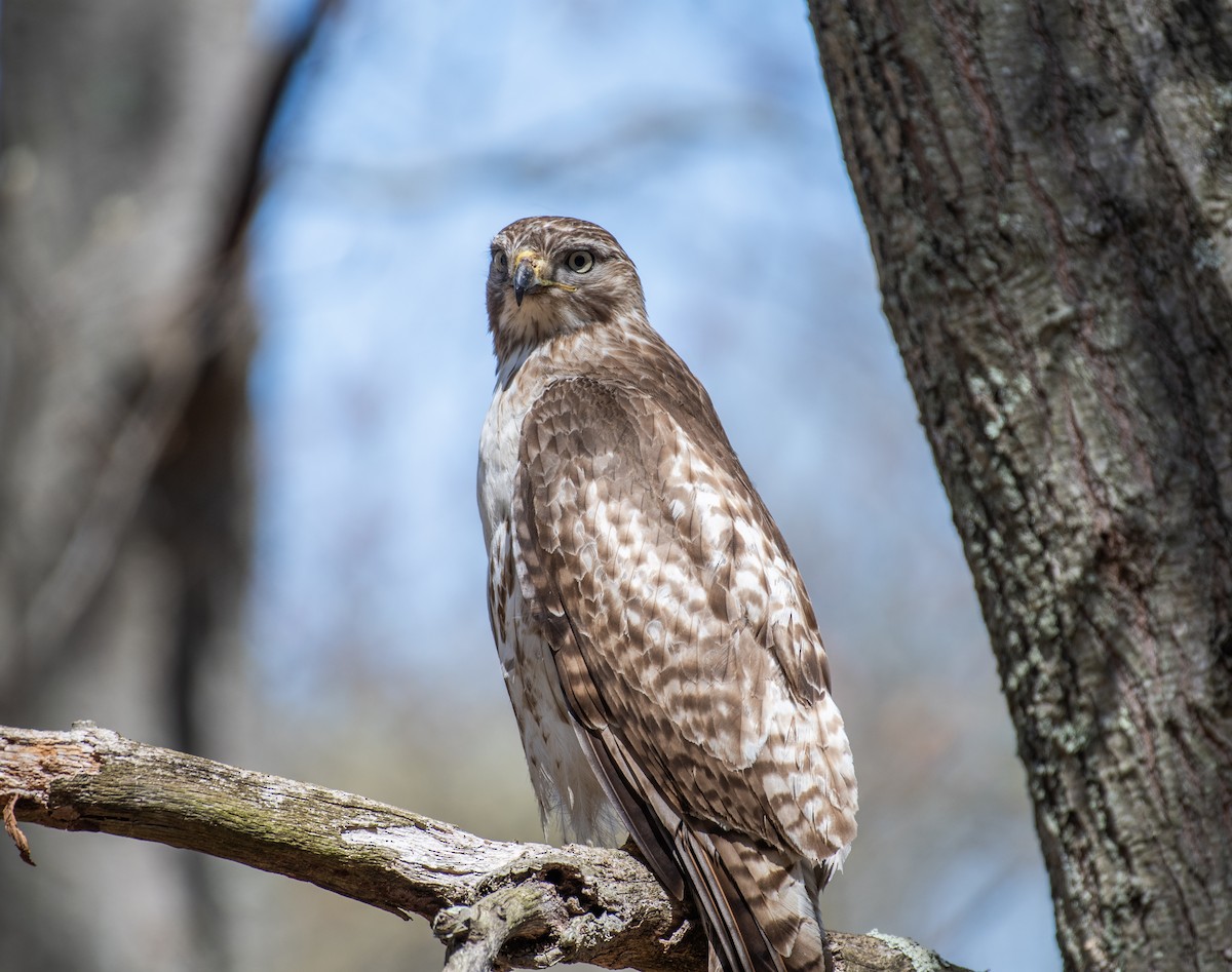 Red-tailed Hawk - ML610043698