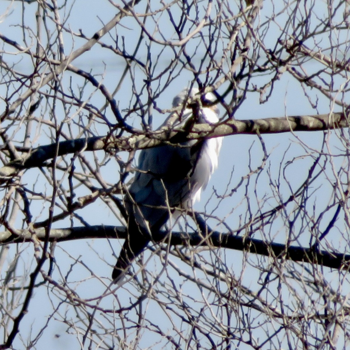 White-tailed Kite - ML610043704