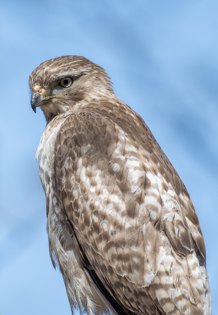 Red-tailed Hawk - ML610043705