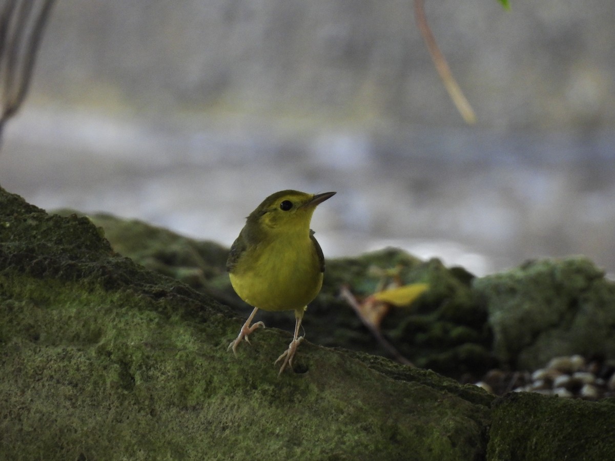 Hooded Warbler - ML610043707