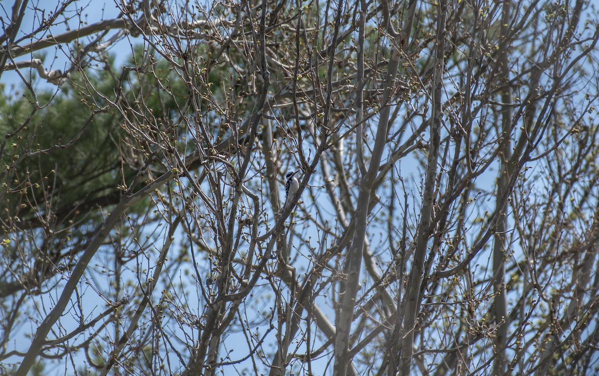 Hairy Woodpecker - Dave DeSarno