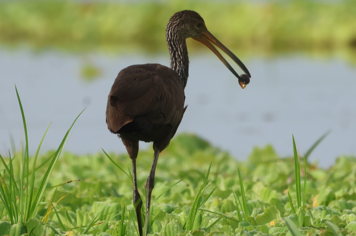 Limpkin - ML610043724